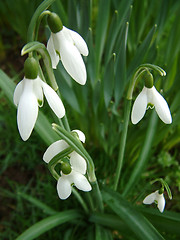 Image showing snowdrops