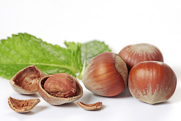 Image showing hazelnuts