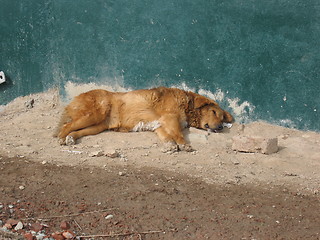 Image showing Relaxing dog, Kashmir