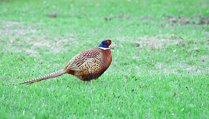 Image showing Pheasant (Phasianus colchicus)