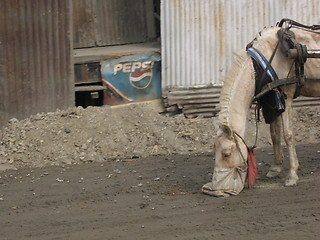 Image showing Kashmir horse