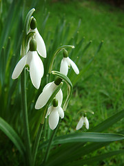 Image showing snowdrops left