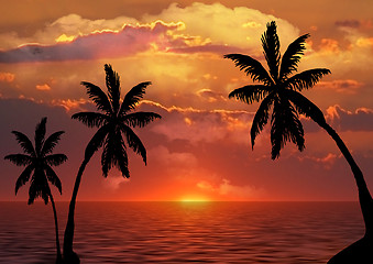 Image showing Palm trees silhouette at sunset