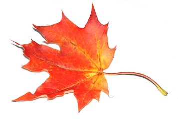 Image showing Autumn maple leaf