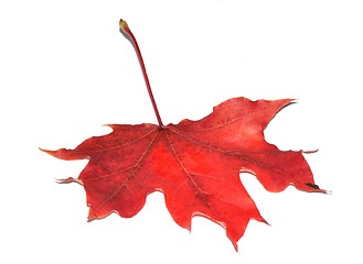 Image showing Red autumn maple leaf