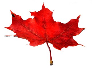 Image showing Red autumn maple leaf