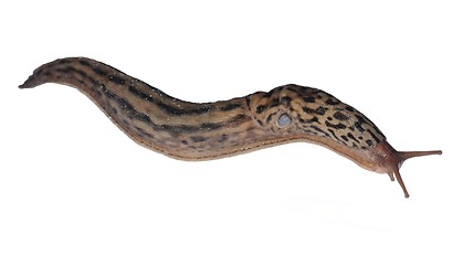 Image showing Limax maximus