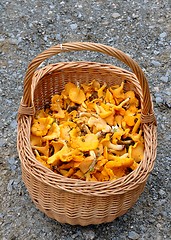 Image showing Chantarelles in basket