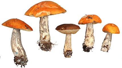 Image showing  Mushrooms