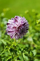 Image showing Dahlia Marble Ball