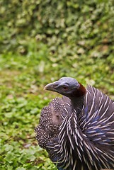 Image showing Vulturine Guineafowl