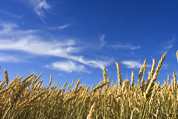 Image showing Summer wheat