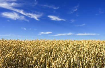 Image showing Wheat field