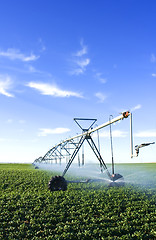 Image showing Pivot spray