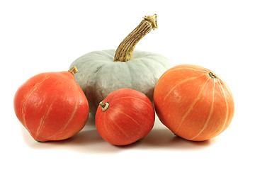Image showing Pumpkins isolated