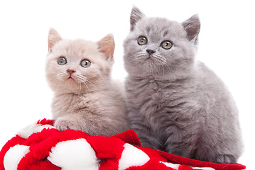 Image showing two British kittens in red and white hat