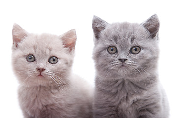 Image showing two British kittens