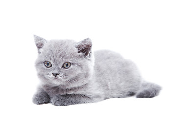 Image showing gray British kitten