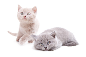 Image showing two cute British kittens