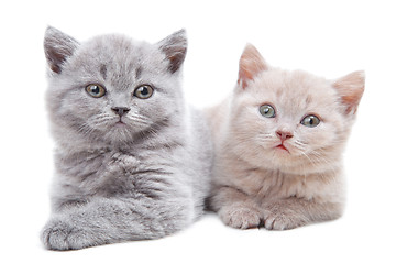 Image showing two British kittens