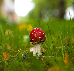 Image showing Red Toadstool