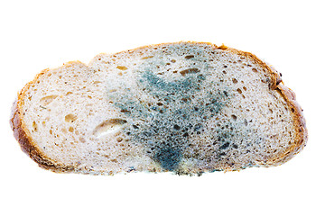 Image showing Mold on bread