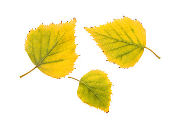 Image showing Birch leaves