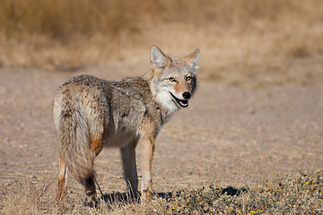 Image showing Wild Coyote