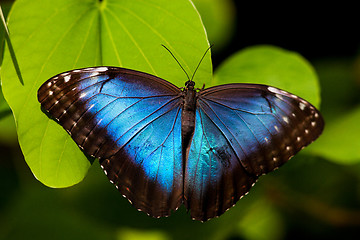 Image showing Blue Butterfly