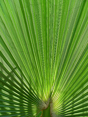 Image showing palm