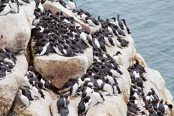 Image showing razorbills colony