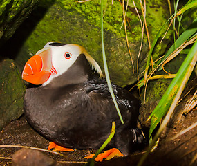 Image showing puffin (Fratercula) 4