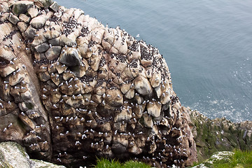 Image showing razorbills & seagulls