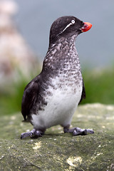Image showing puffin chick (Fratercula)