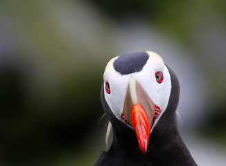 Image showing puffin (Fratercula) 3