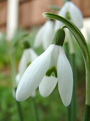 Image showing closeup of a snowdrop
