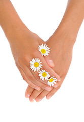 Image showing Hands of young woman with chamomile flower heads