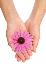 Image showing Hand of young woman holding Echinacea flower