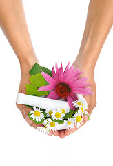 Image showing Young  woman holding mortar with herbs – Echinacea, ginkgo, chamomile