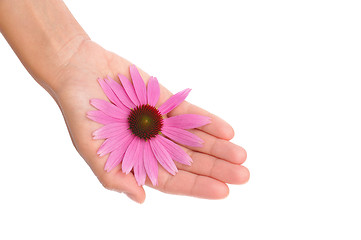 Image showing Hand of young woman holding Echinacea flower