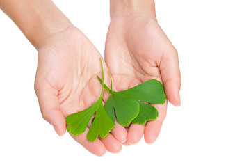 Image showing Hands of young woman holding ginkgo leaves