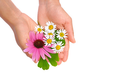 Image showing Hands of young woman holding herbs – echinacea, ginkgo, chamomile