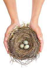 Image showing Young woman holding blackbird nest over white background