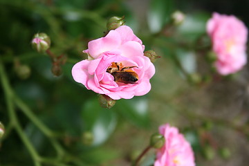 Image showing Bee collecting nectar in pink rose