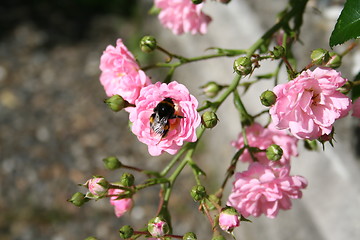 Image showing Bumble-bee collecting nectar