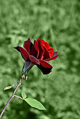 Image showing Red Rose