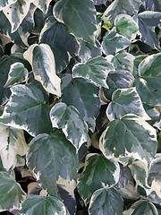 Image showing ivy