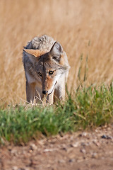 Image showing Roadside Coyote