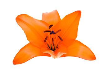 Image showing Lily (isolated)