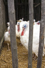 Image showing Captive Turkeys